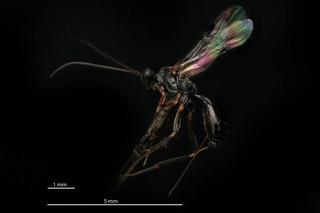 Illustration for article titled Fotografías macroscópicas tan nítidas que parecen irreales